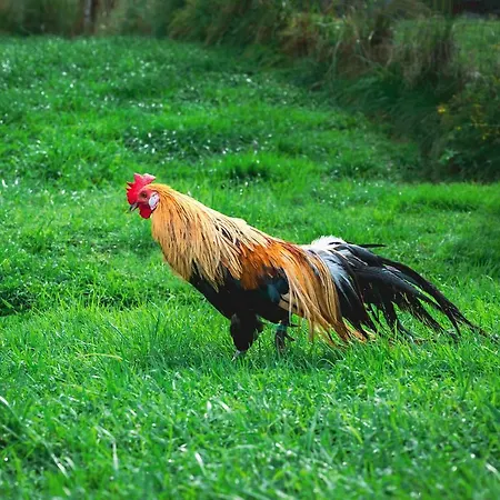 Zajazd Chyzne ホテル