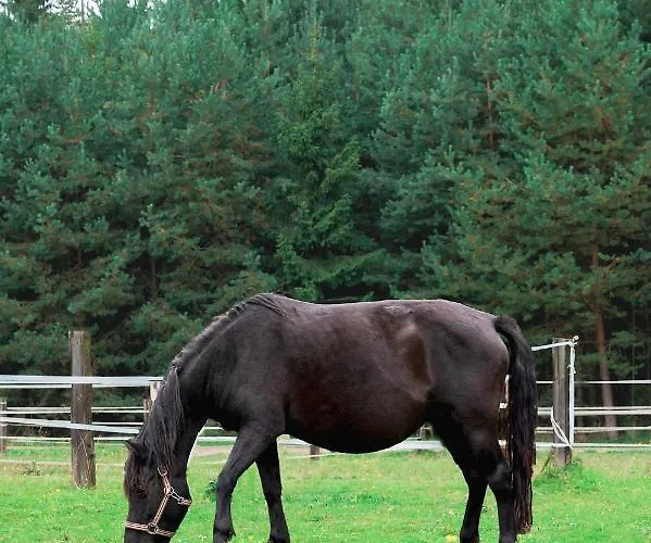 Hotel Zajazd Chyżne 2*